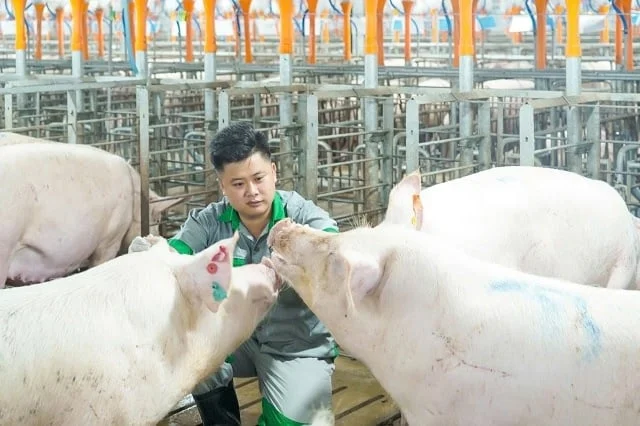 Giải bài toán dịch bệnh và môi trường bằng mô hình chăn nuôi tuần hoàn