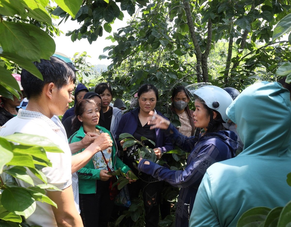 Sản xuất hồng vành khuyên quy mô lớn theo chuỗi liên kết