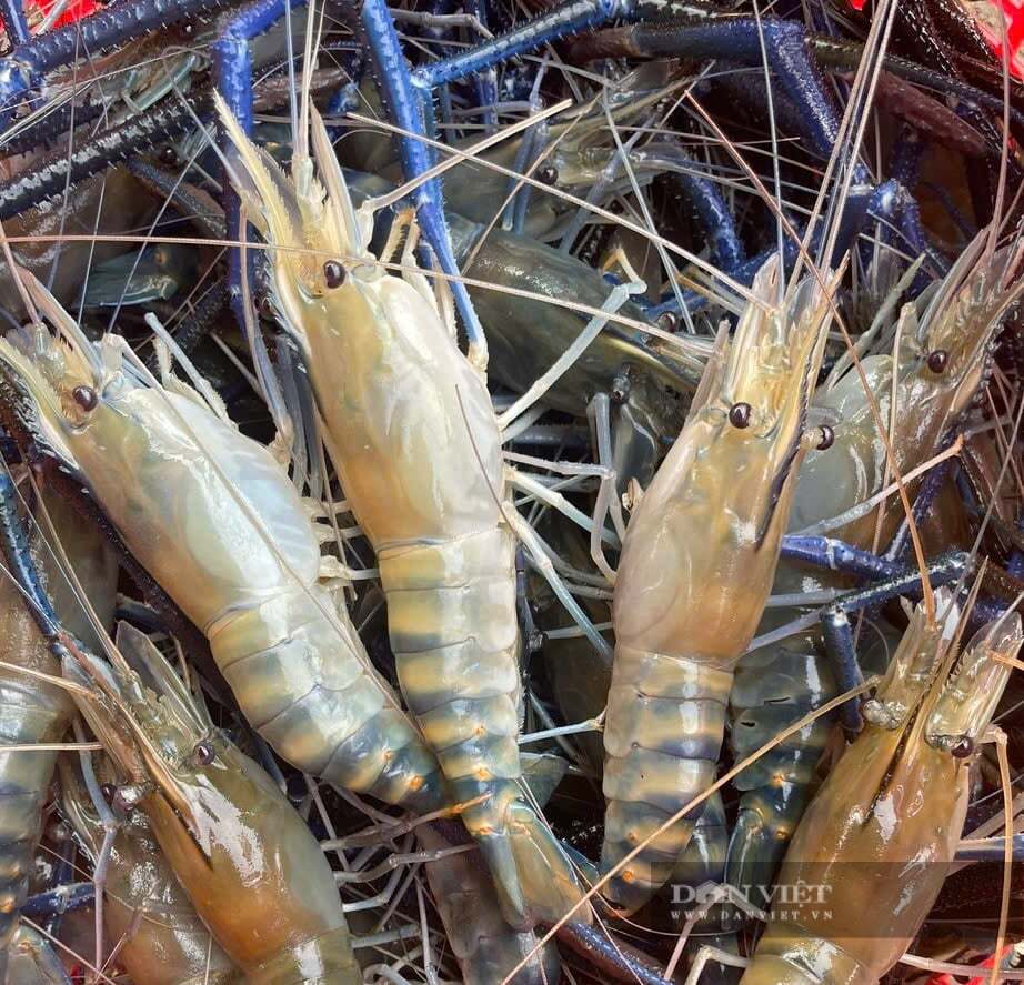 Nuôi thành công loài 