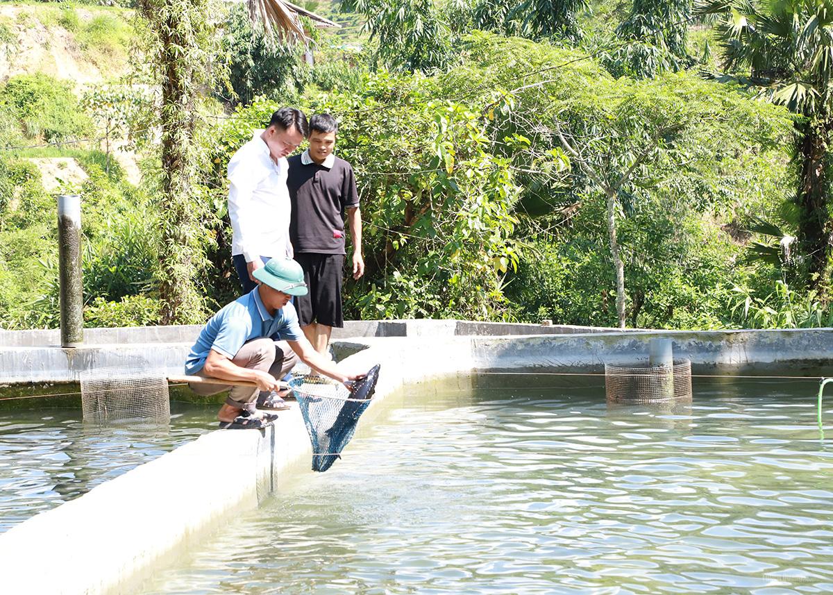 Loài cá quý tộc này nuôi thành công ở vùng núi Tây Côn Lĩnh của Tuyên Quang, toàn con to bự thế này đây