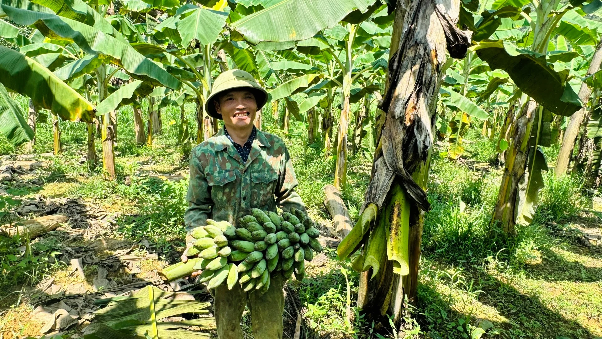 Trồng chuối Thái, 'hái' ra tiền