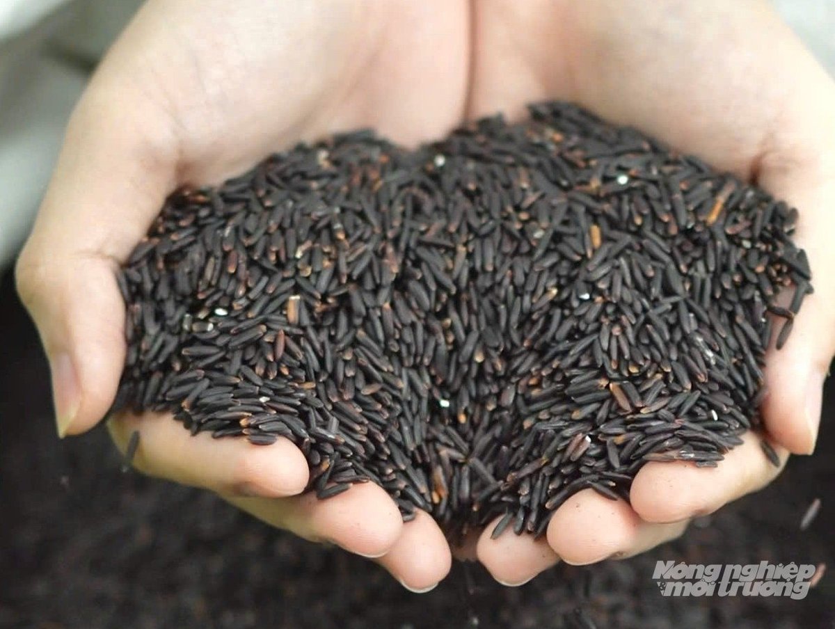 Sắc tím trên đồng xanh và hành trình hạt gạo hữu cơ