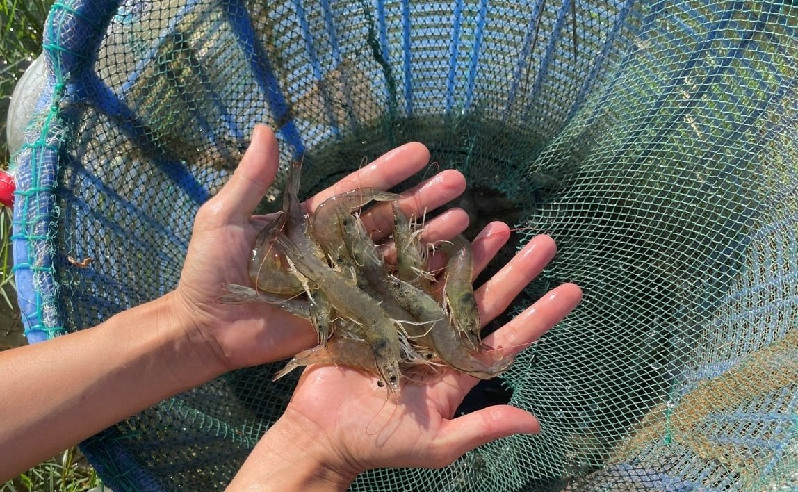 Xen canh lúa - tôm ở vùng nhiễm phèn, mặn