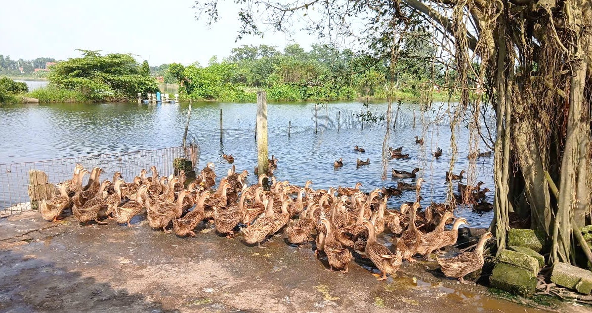 Nuôi vạn vịt đẻ tuần hoàn khép kín, lãi nửa tỷ đồng mỗi năm