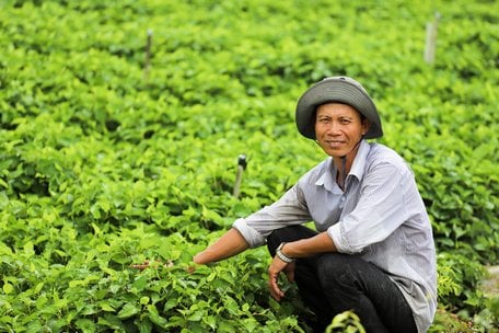 Tỷ phú Vĩnh Long là một anh nông dân trồng thứ rau thơm tốt um ngoài đồng, cắt bao nhiêu bán hết bấy nhiêu, bán rau mua vàng