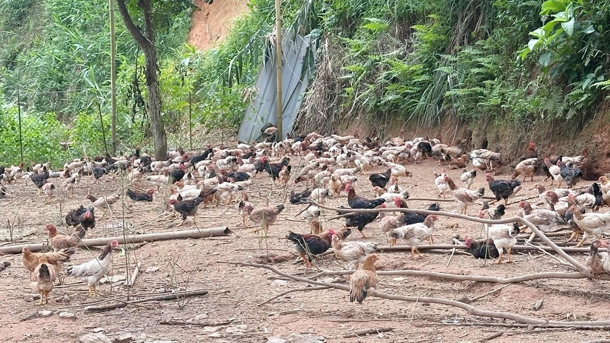 Mô hình nuôi gà thả vườn '5 chung, 3 riêng' ở Xuân Quang