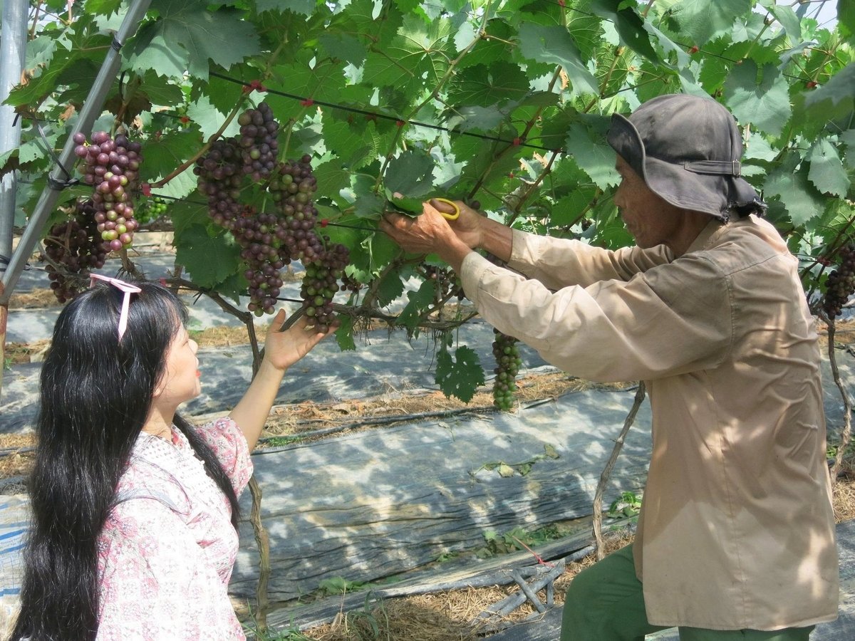 Biến đồi hoang thành vườn nho trĩu quả, thu hàng trăm triệu mỗi năm