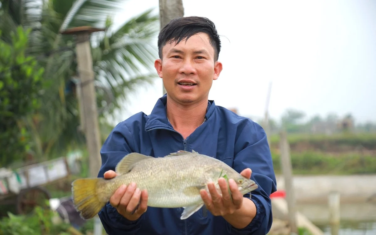 Chông chênh nghề nuôi cá vược