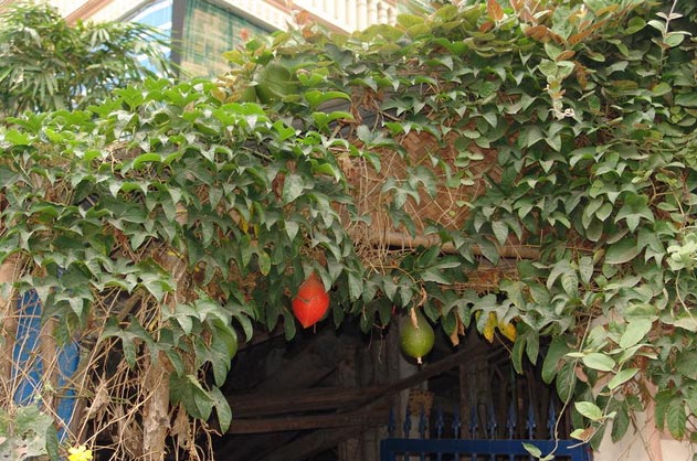Cây gấc