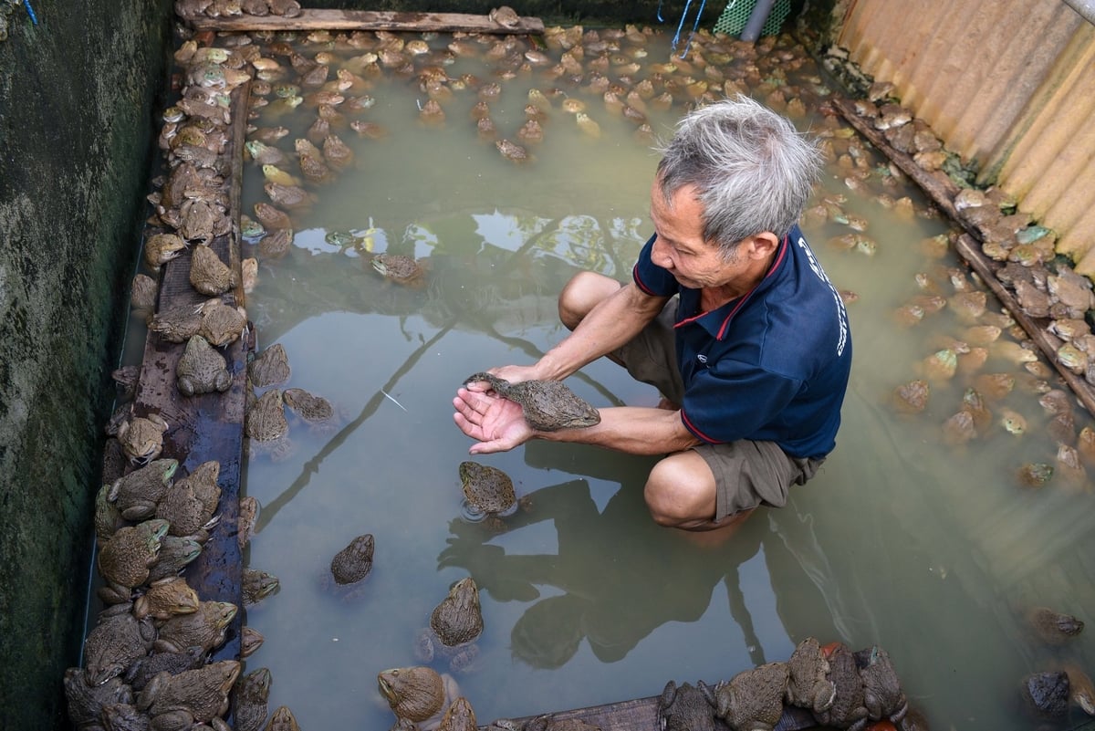 Lão nông gây mưa nhân tạo cho ếch đẻ