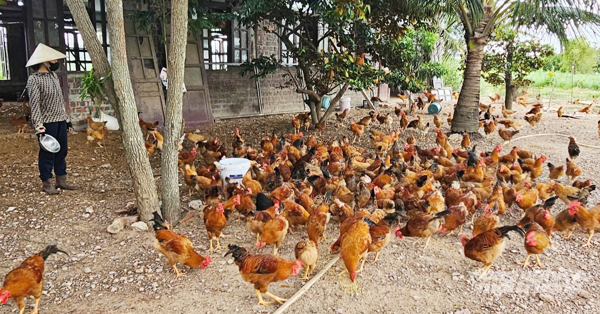 Nuôi gà ri lai bằng giun quế, thịt thơm ngon hiệu quả cao