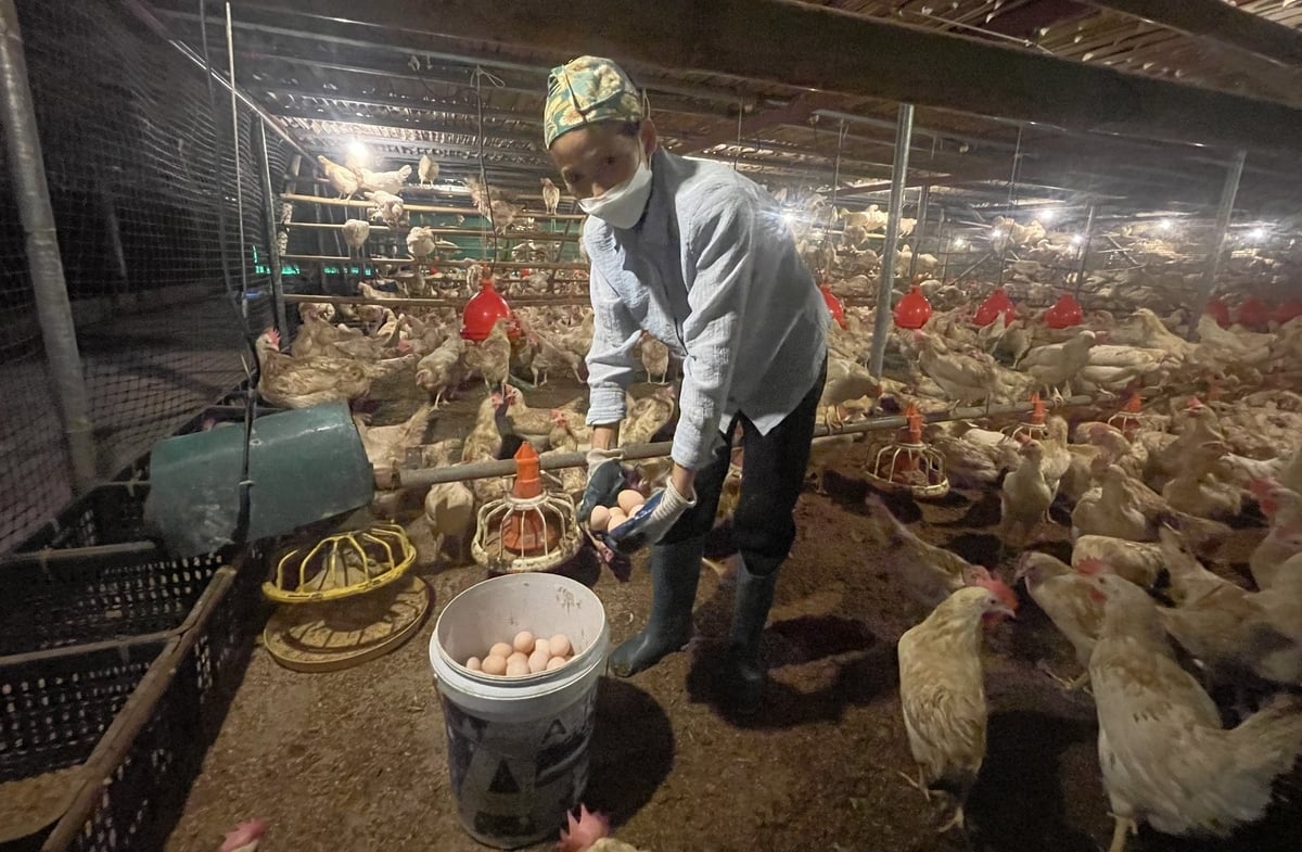 Phòng chống dịch bệnh từ xa, 'chìa khóa' nuôi gà đẻ thành công