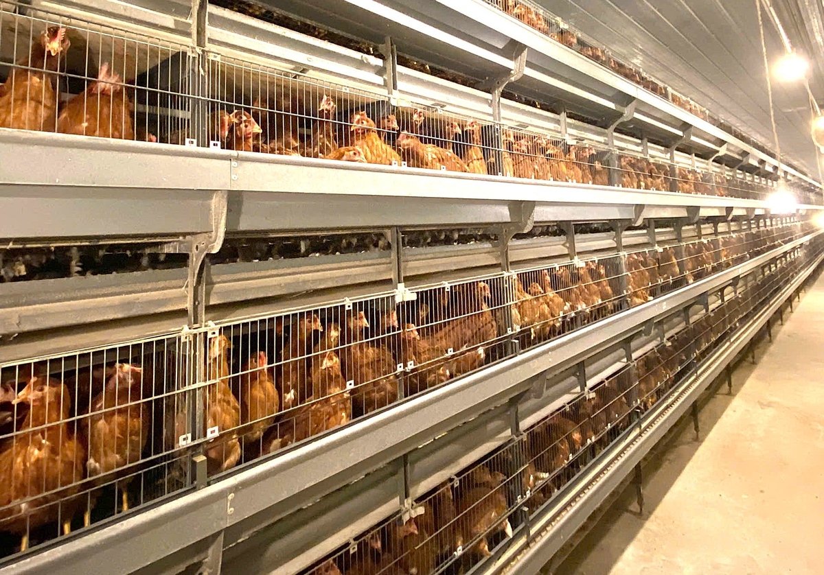 'Bí quyết' phòng dịch, chăn nuôi an toàn ở trại gà Minh Tiến