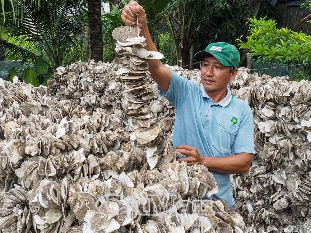 Nuôi hàu bằng vỏ xe cũ, nhiều năm không hỏng, hàu nhanh lớn, nông dân Cà Mau kéo lên bán cả ruột lẫn vỏ