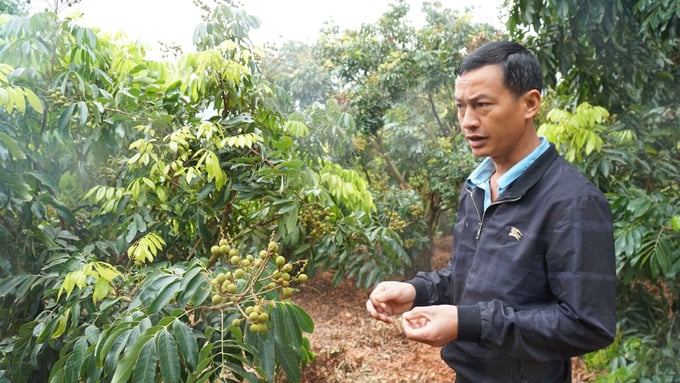 Nông dân Sông Mã 'bắt' nhãn ra quả theo ý muốn