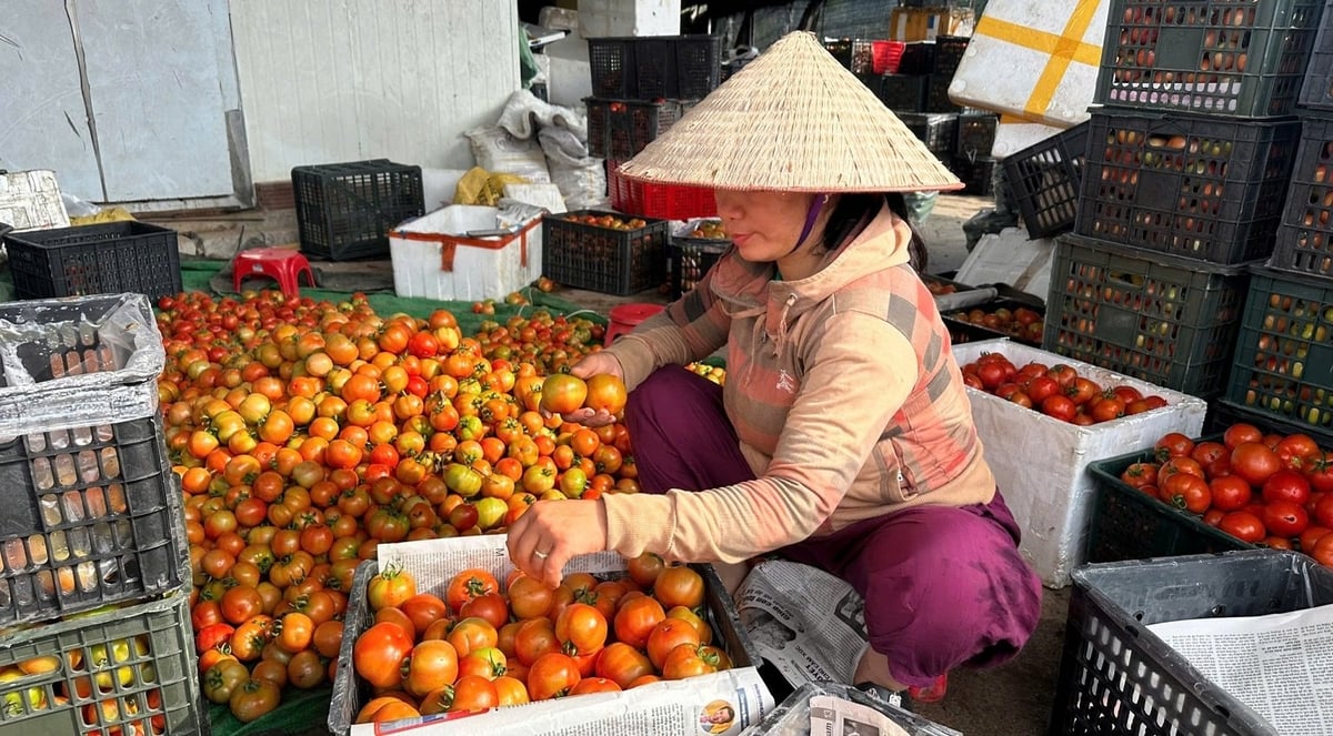 Cà chua tại ruộng 1.500 - 3.000 đồng/kg, nông dân không buồn thu hái