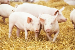 Giá heo hơi hôm nay 13/5: Sơn La và Thanh Hoá tăng nhẹ 1.000 đồng/kg
