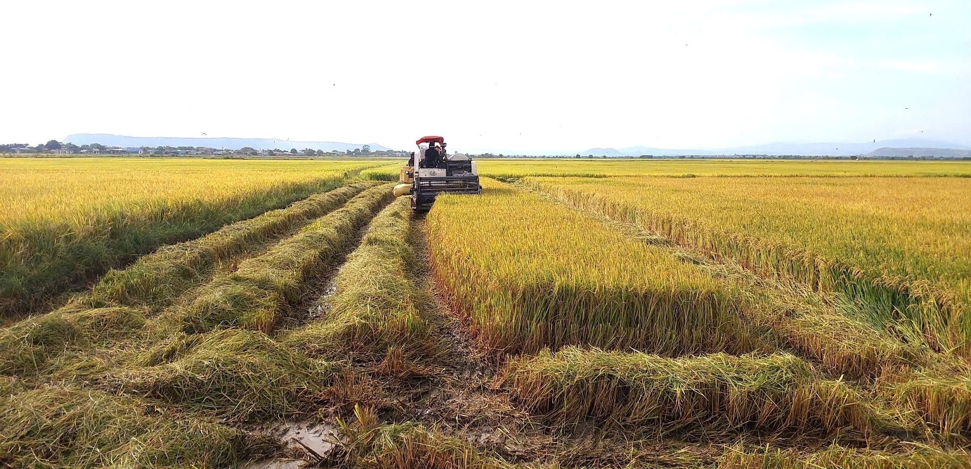 Lúa mất mùa, mất giá, nông dân kém vui