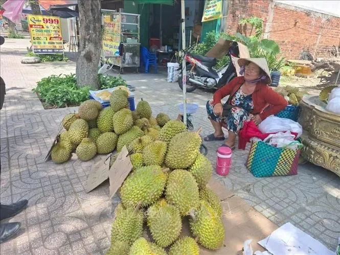 Sầu riêng các loại bán dọc các tuyến đường phố Đồng Tháp (địa phận Tiền Giang cũ), giá rẻ giật mình, chưa từng thấy