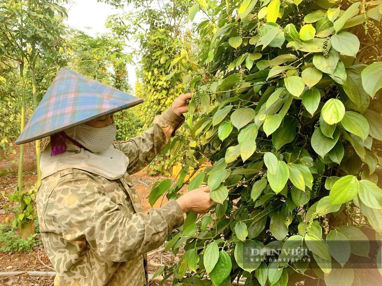 Giá hồ tiêu xuất khẩu của Việt Nam tăng cao nhất trong nhiều năm trở lại đây, dự báo với các thông tin tốt hơn