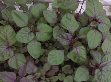 Loại rau trồng dễ như bóc kẹo này ai ngờ ăn lại làm mát máu, lợi tiểu