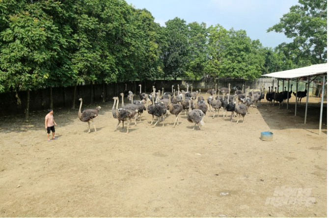 Nuôi loài chim mỗi con nặng hàng tạ