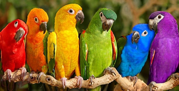 Tổng hợp những thông tin thú vị về Vẹt Ngực Hồng