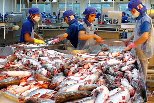 Kỹ thuật nuôi cá basa trong bè 'lớn nhanh như thổi' lại tiết kiệm chi phí