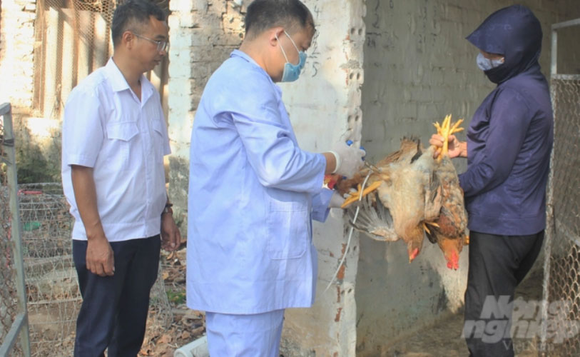 Chủ động phòng, chống bệnh truyền nhiễm nguy hiểm trên đàn vật nuôi