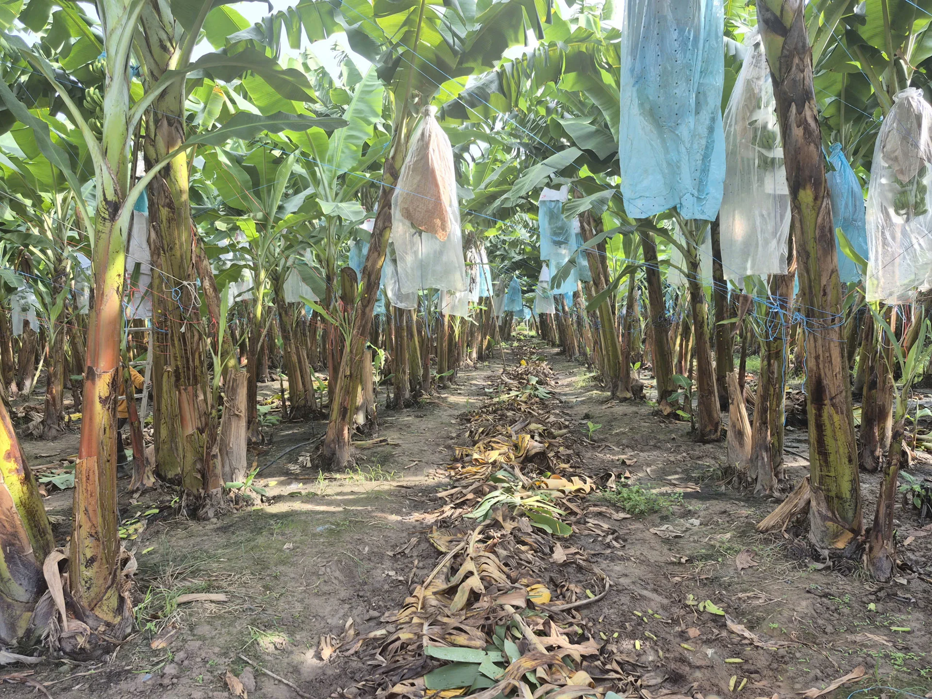 Bệnh héo vàng (Panama) trên chuối nguy hiểm thế nào? Các chuyên gia hàng đầu về chuối chia sẻ kinh nghiệm phòng bệnh