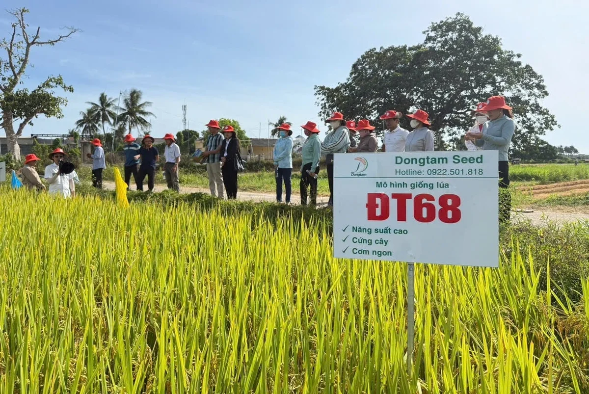 Giống lúa ĐT68 được lưu hành tại nhiều vùng sản xuất