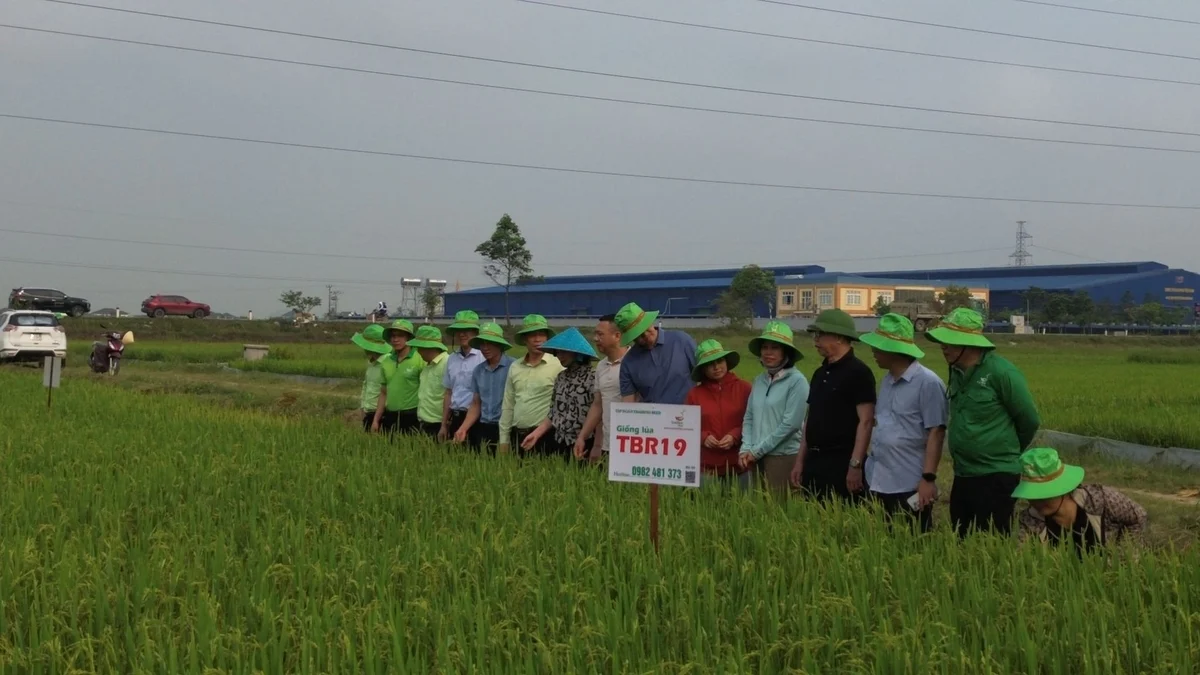 Giống lúa mới của ThaiBinh Seed tỏa sáng trên đồng đất Nghệ An