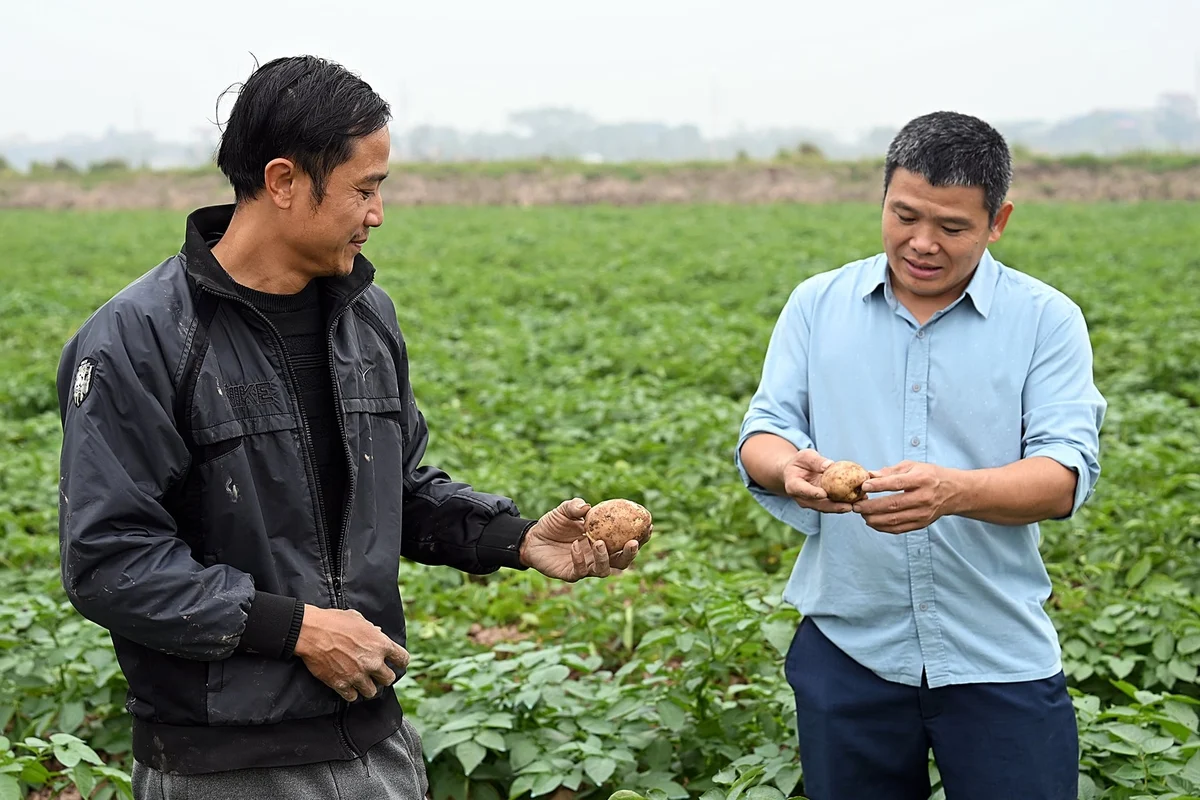 Giống khoai tây VINAB-22 né bệnh mốc sương