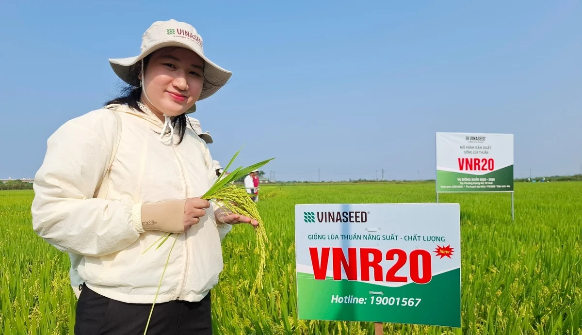 Giống lúa VNR20 chinh phục nông dân xứ Huế
