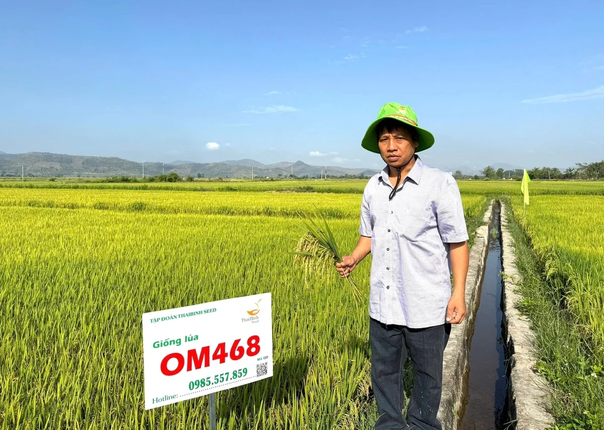 Năng suất 10 tấn/ha, giống lúa OM468 khiến nhiều nông dân phấn khích