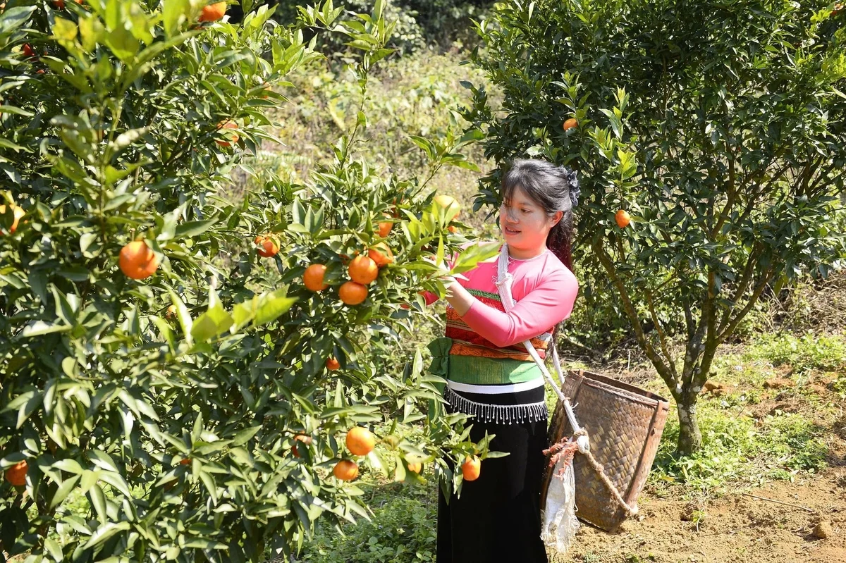 Cây cam mang no ấm về Cao Sơn