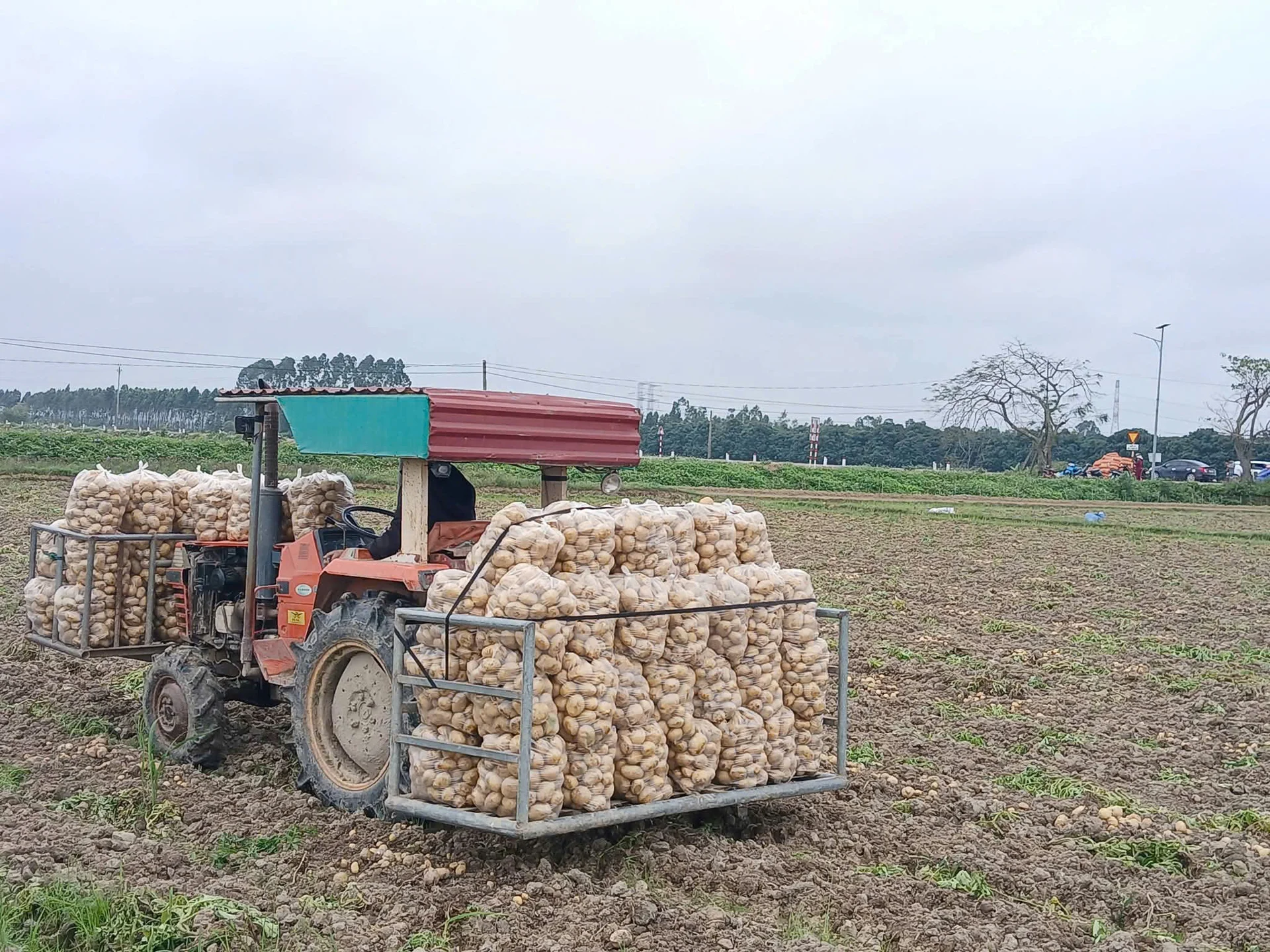 Nông dân Hải Phòng trồng thứ cây cứ nằm trên luống 