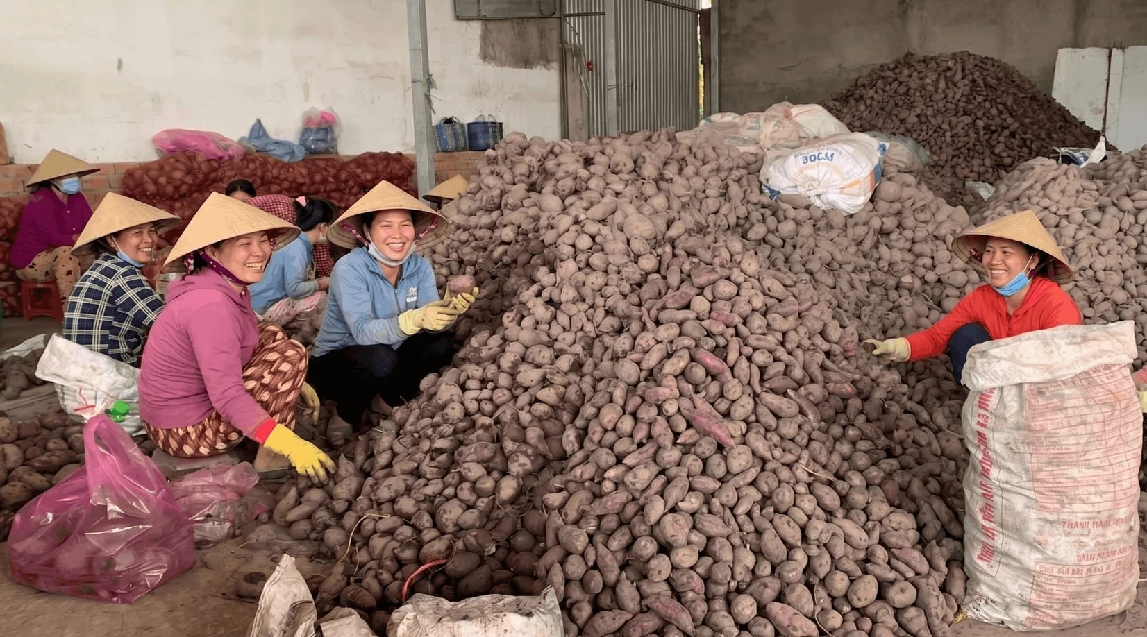 Hồi sinh 'thủ phủ' khoai lang tím