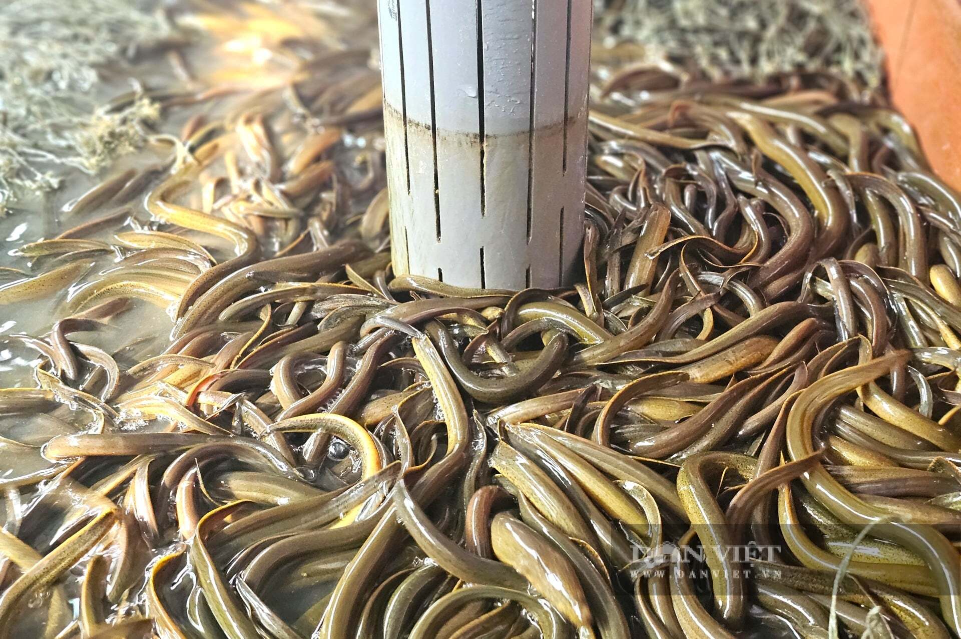 Con đặc sản lặn ngụp dày đặc trong bể, nuôi thành công, anh nông dân Nghệ An nói có từng nào cũng bán hết