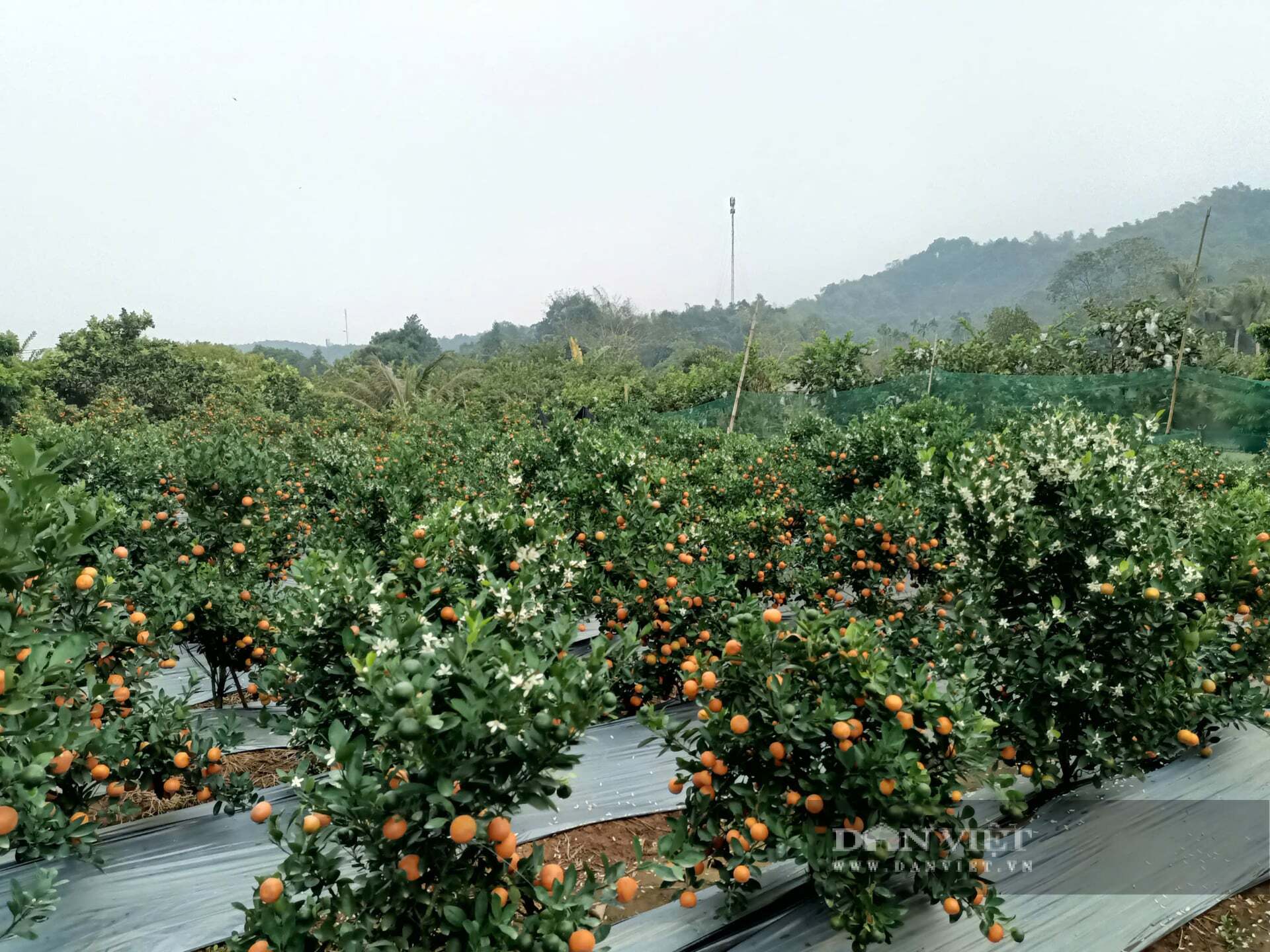 Bỏ lúa trồng quất cảnh bán Tết, ông nông dân Lào Cai thu nửa tỷ mỗi năm