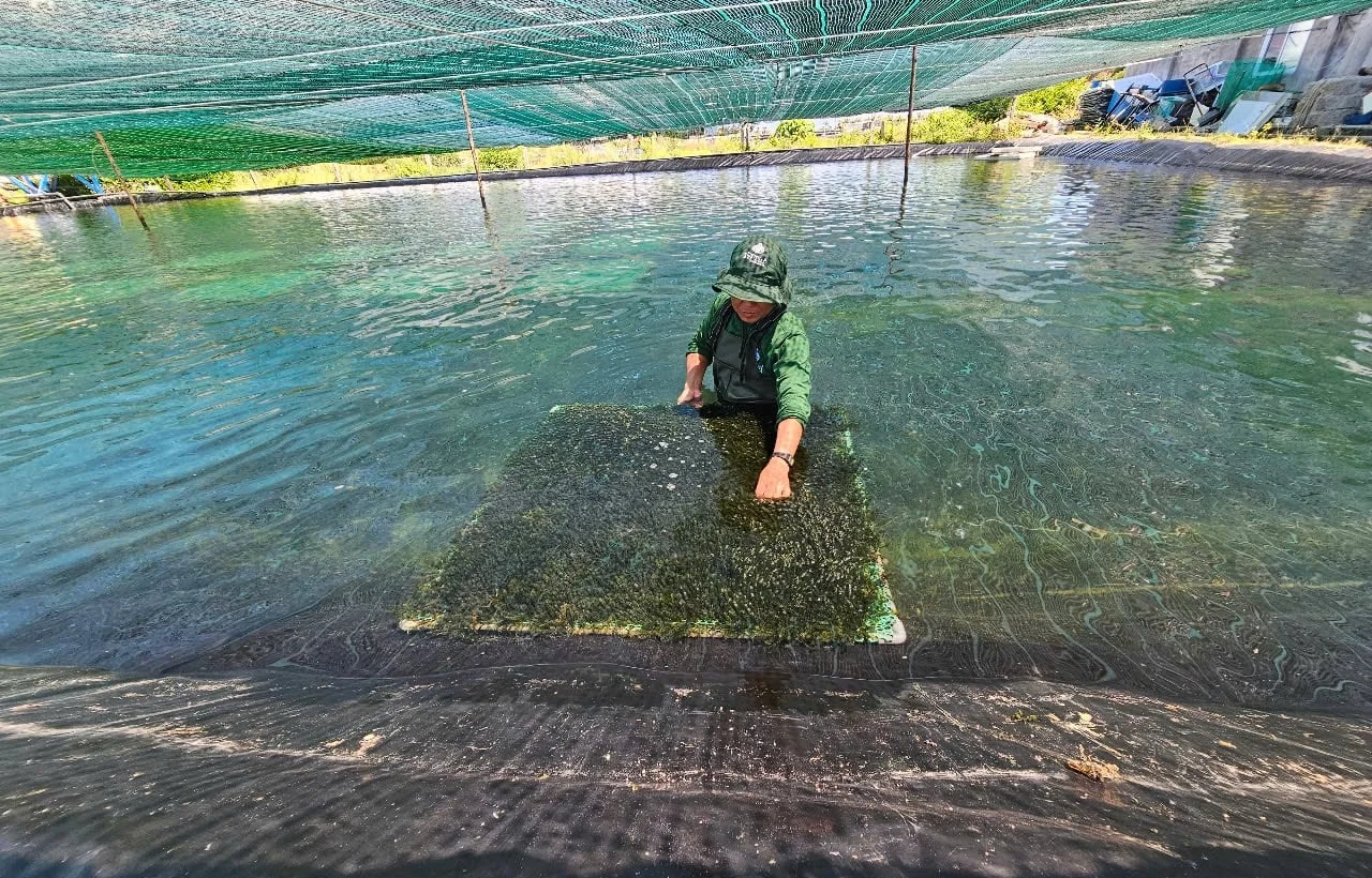 Khánh Hòa ứng dụng công nghệ xanh kéo dài thời gian trồng rong nho