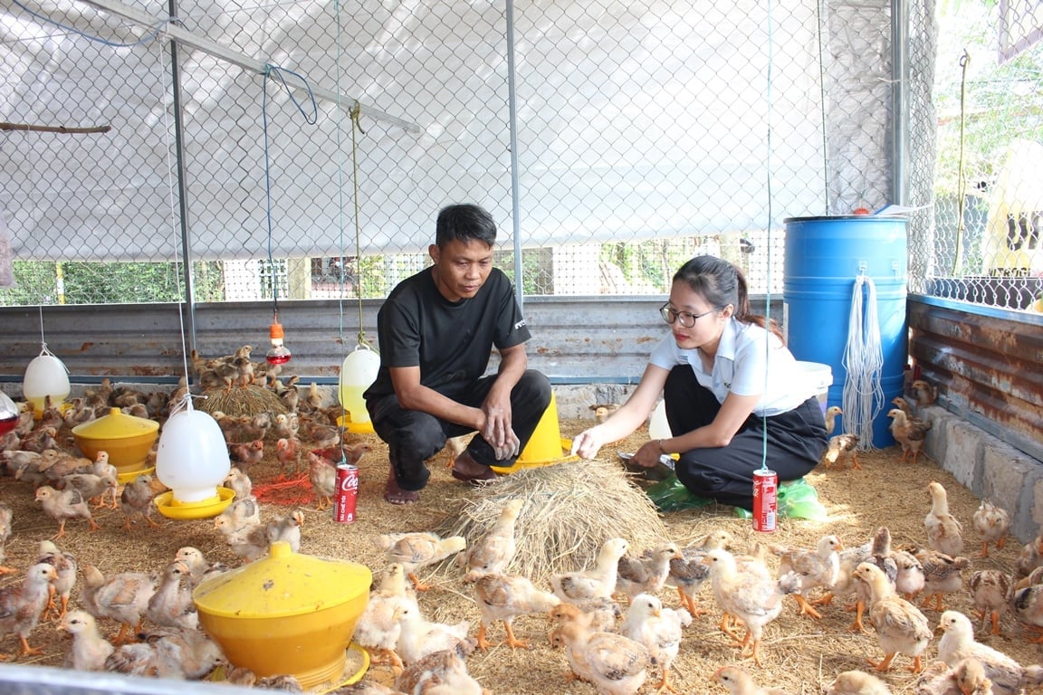 Nuôi gà không kháng sinh, nông dân Đà Nẵng hình thành hướng sản xuất bền vững.