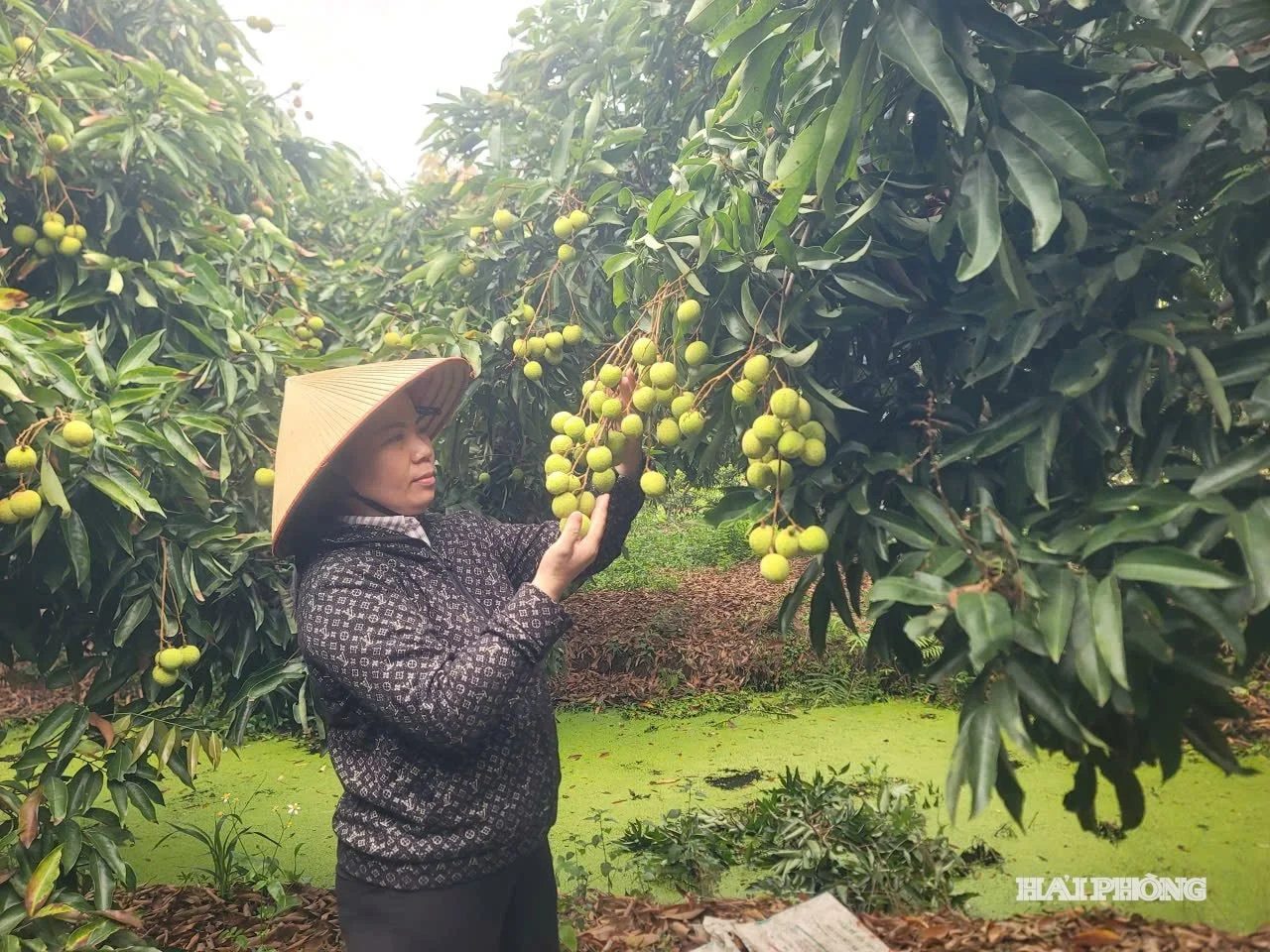 Vải u trứng, vải u hồng là giống vải gì ở Hải Dương, nay là Hải Phòng mà mới đầu mùa thương lái chịu mua giá cao?