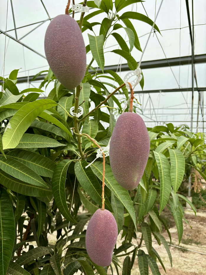 Trồng thành công giống xoài đắt đỏ nhất thế giới ngay tại TPHCM