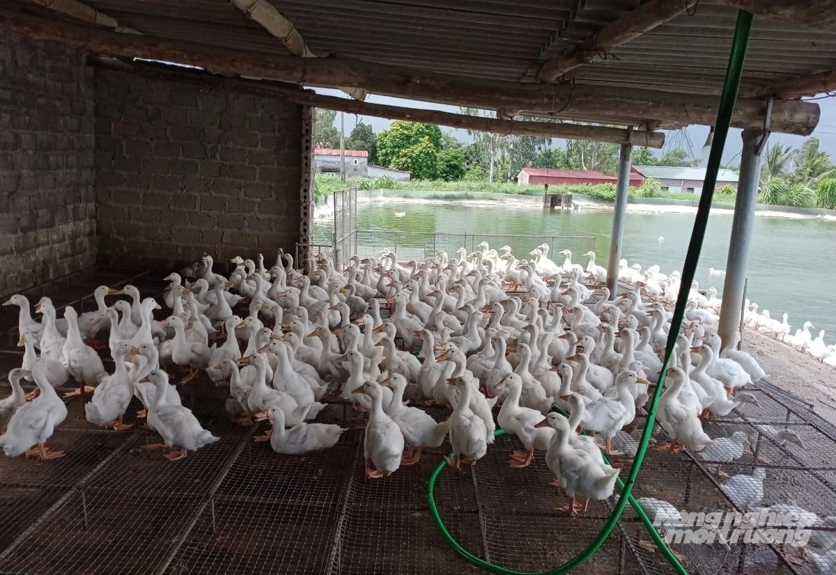 Trang trại lãi cao nhờ bí kíp nuôi dê