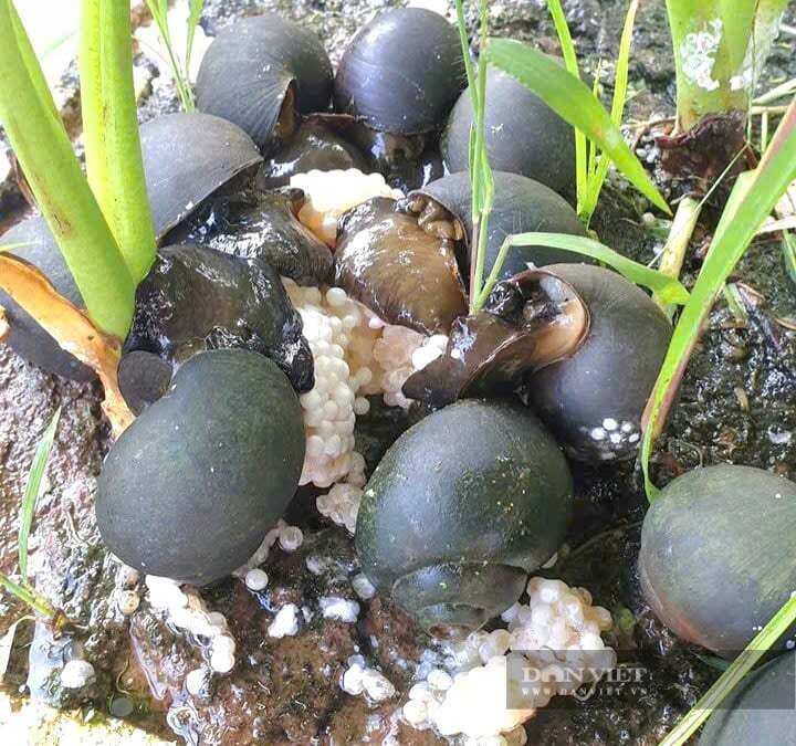 Bí quyết giúp con ốc nhồi 