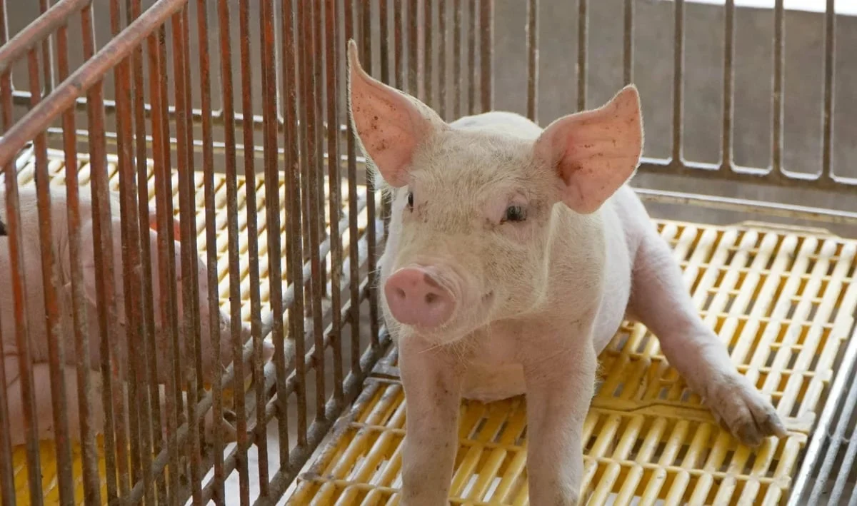 Giá heo hơi Việt Nam cao thứ 3 trong khu vực