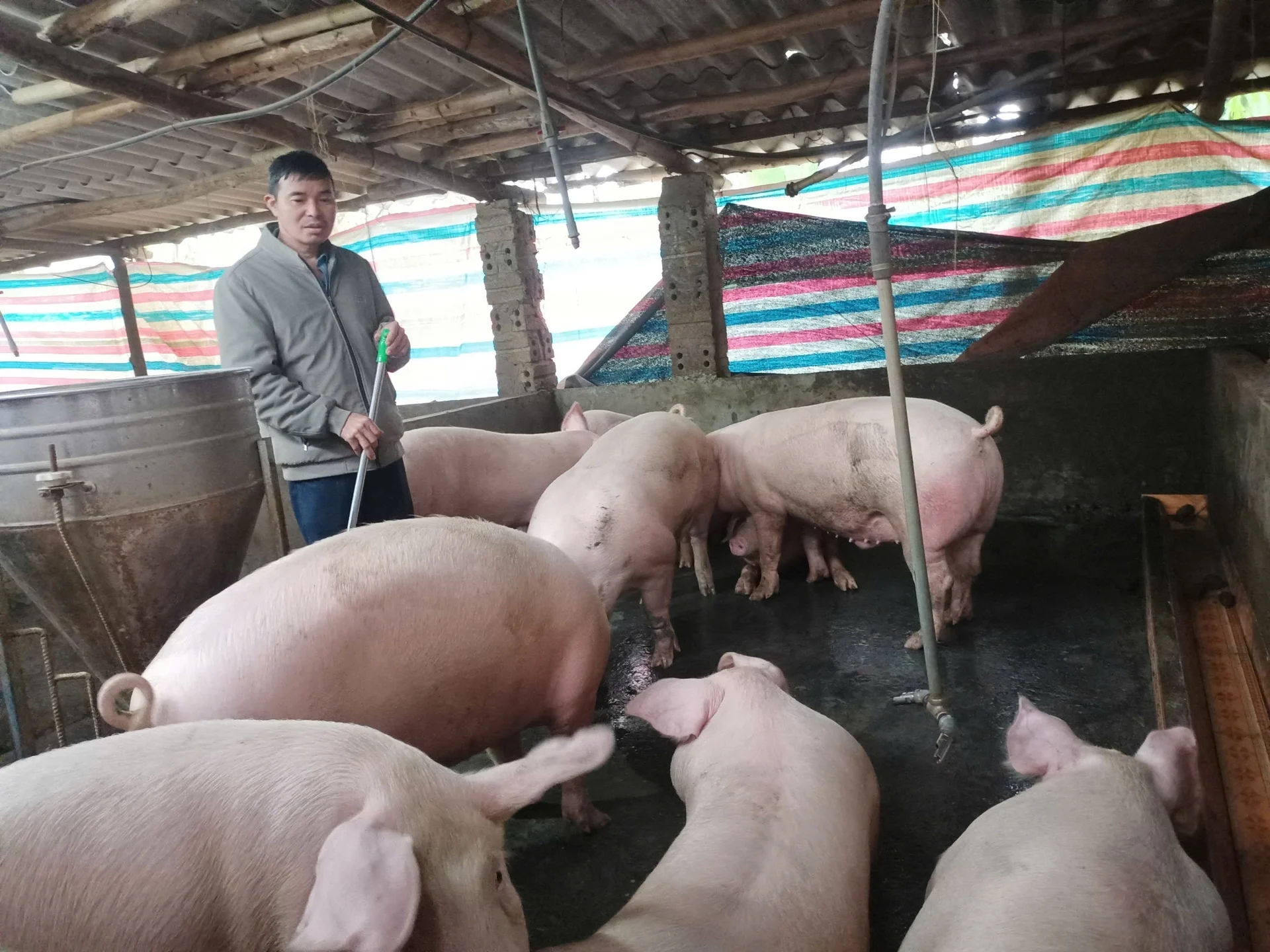 Giá lợn tăng, người chăn nuôi kỳ vọng dịp cận Tết