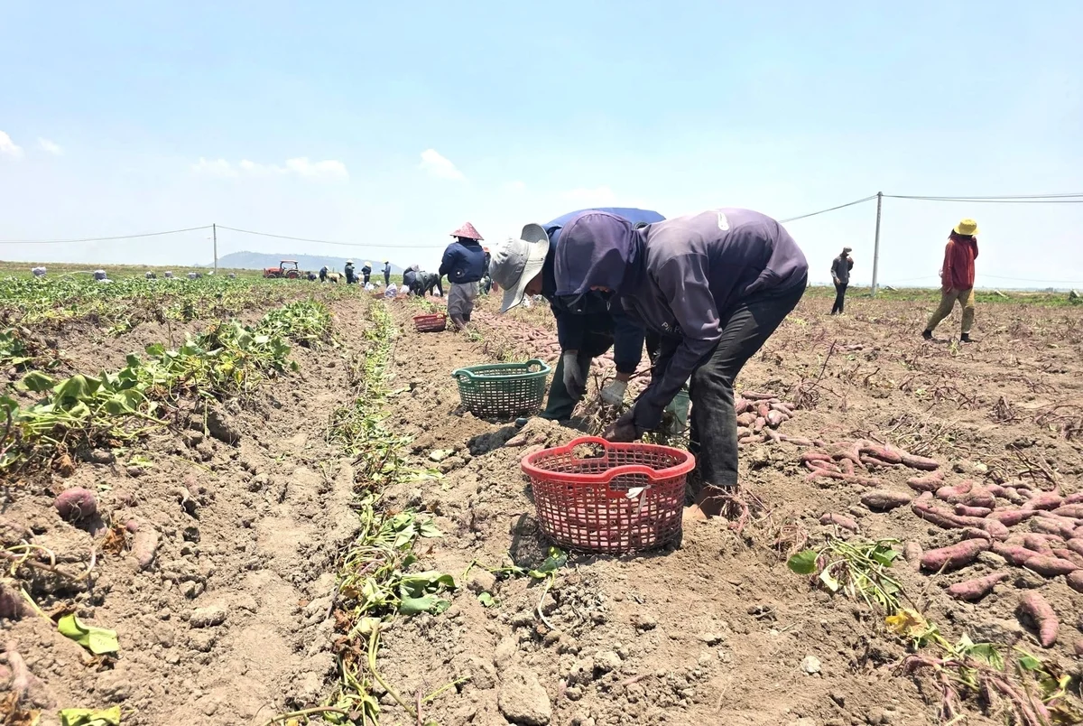 Khoai lang rớt giá sâu giữa cao điểm thu hoạch