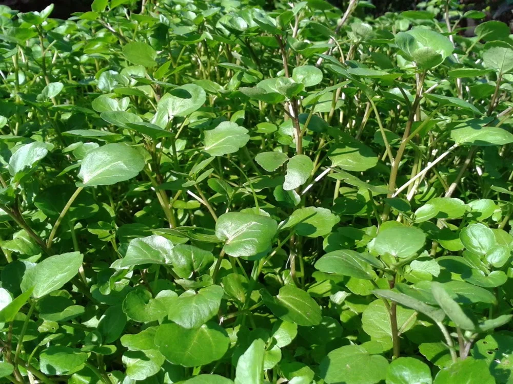 Loại rau trồng một lần ăn cả năm, ví như 'thần dược' tốt nhất thế giới, bán đầy chợ Tết, ít người để ý